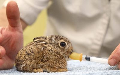 Knuffelen is uit den boze!