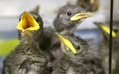 In mei leggen alle vogels…