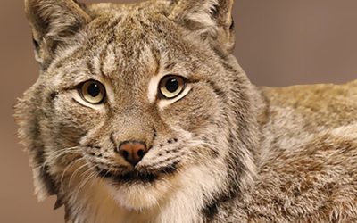 Dierenleed kent geen grenzen