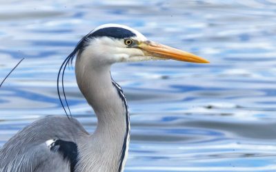Reiger in de problemen