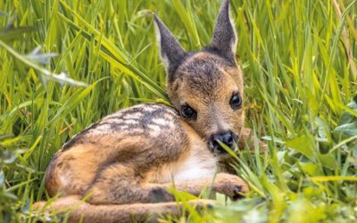 Eerste jonge ree van het seizoen!