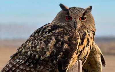 Tamme vogels met lange veters