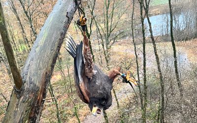 Een vogel in de boom…
