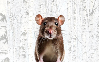De rat en ik