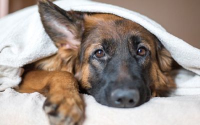 Het belang van kwaliteitsvolle producten voor  je huisdier.