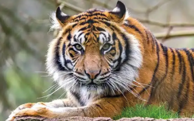 Zieke tijger moet even onder narcose