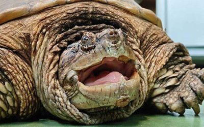 Een bijtschildpad kan…bijten!