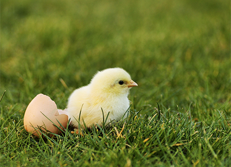 1326 Aveve-paaskuiken