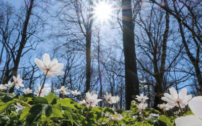 Niet iedereen ervaart de lente als licht