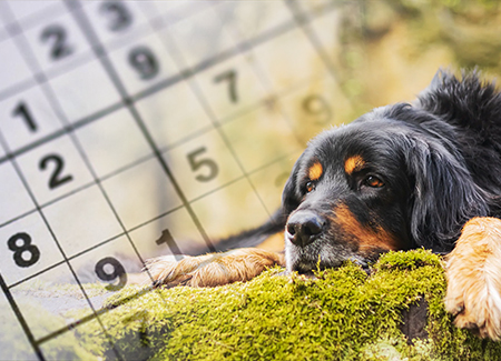 2126 Sudoku-beestig Dierenfestival