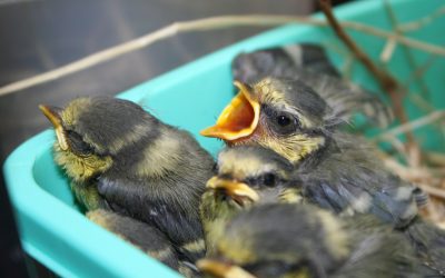 Uitvliegertjes, de pubers onder de vogels